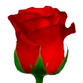 Rosas Rojas Rosas Rojas