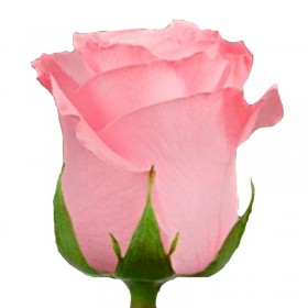 Rosas Rosadas Rosas Rosadas