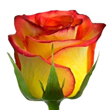 Rosas Circus