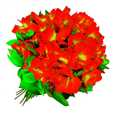 Ramo de 40 Astromelias Color Rojas