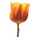 Tulipanes Damascos
