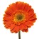 Gerberas Naranjas