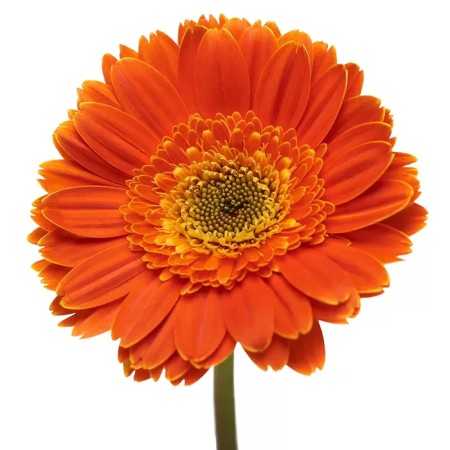 Gerberas Naranjas