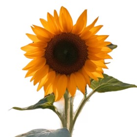 Girasoles Girasoles
