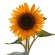 Girasoles