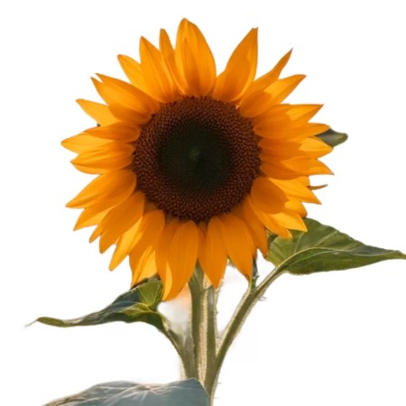 Girasoles