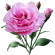 Lisianthus Rosados