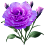 Lisianthus Morados