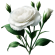 Lisianthus Blancos