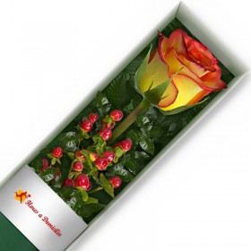 CAJAS DE 1 ROSA CIRCUS CAJA 1 ROSA CIRCUS