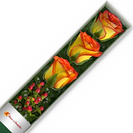 CAJA 3 ROSAS CIRCUS