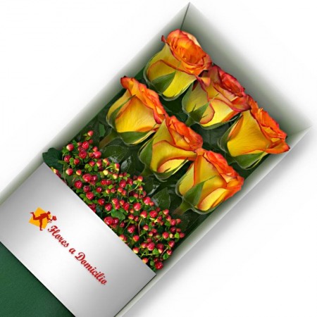 CAJA 6 ROSAS CIRCUS