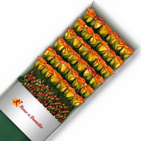 CAJA 36 ROSAS CIRCUS