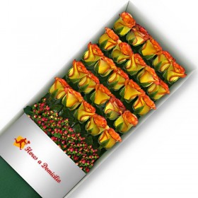 CAJA 24 ROSAS CIRCUS