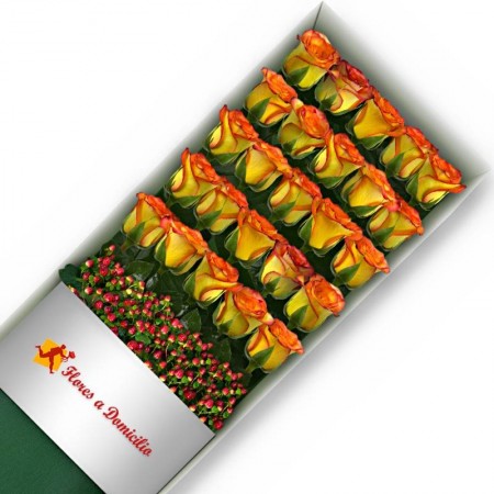 CAJA 24 ROSAS CIRCUS