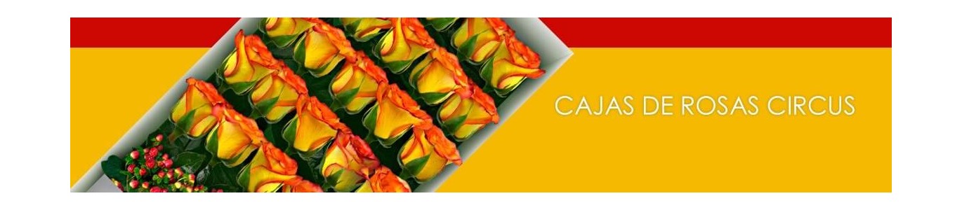 Cajas con Rosas Circus a Domicilio 🔥 | Flores a Domicilio