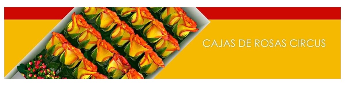 Cajas con Rosas Circus a Domicilio 🔥 | Flores a Domicilio
